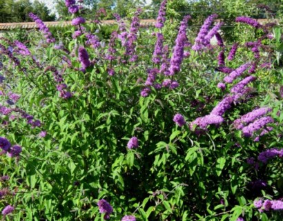 Buddleja davidii ‘Border Beauty’ - vlinderstruik