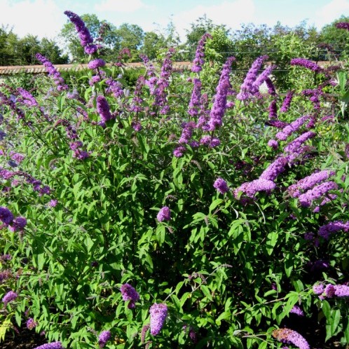 Buddleja davidii ‘Border Beauty’ - vlinderstruik