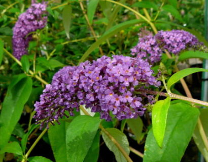 Buddleja davidii ‘Ile de France’