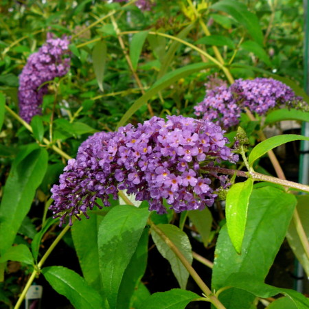 Buddleja davidii ‘Ile de France’ - vlinderstruik