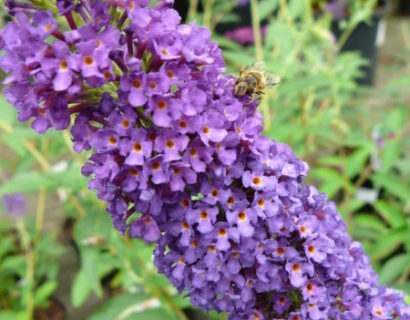 Buddleja davidii ‘Empire Blue’ - vlinderstruik