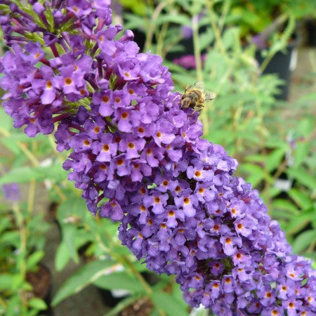 Buddleja davidii ‘Empire Blue’ - vlinderstruik