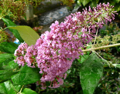 Buddleja davidii ‘Pink Delight’ - vlinderstruik