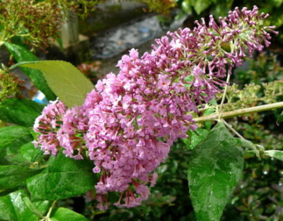 Buddleja davidii ‘Pink Delight’ - vlinderstruik