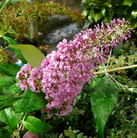 Buddleja davidii ‘Pink Delight’ - vlinderstruik