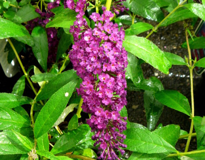 Buddleja davidii ‘Royal Red’ - vlinderstruik