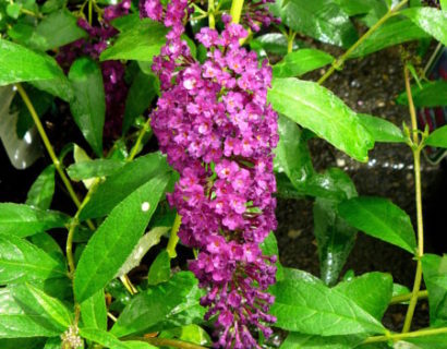 Buddleja davidii ‘Royal Red’ - vlinderstruik