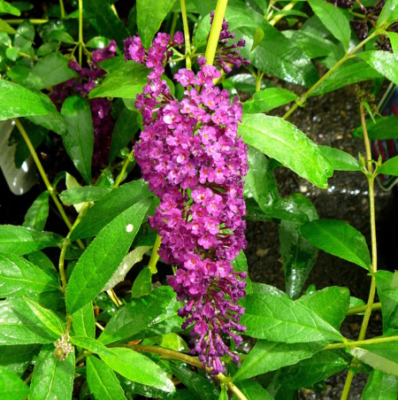 Buddleja davidii ‘Royal Red’ - vlinderstruik