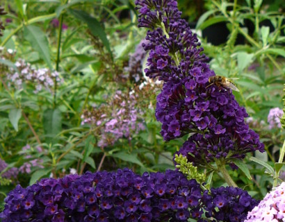 Buddleja davidii ‘Black Knight’ - vlinderstruik