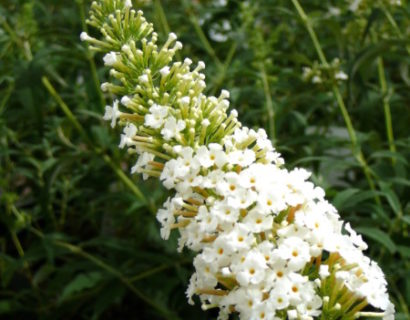 Buddleja ‘Free Petite Snow White’ - Vlinderstruik