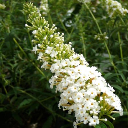 Buddleja davidii ‘White Profusion’ - vlinderstruik