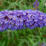 Hoe moet ik mijn vlinderstruik of Buddleja snoeien?