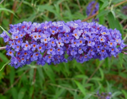 Buddleja davidii ‘Nanho Blue’ - vlinderstruik
