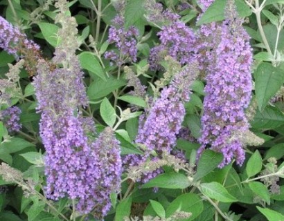 Buddleja ‘Lochinch’ - vlinderstruik