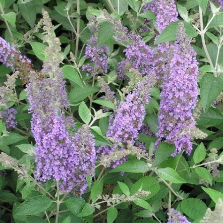Buddleja ‘Lochinch’ - vlinderstruik