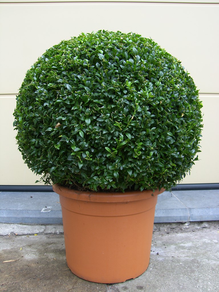 buxus verplanten