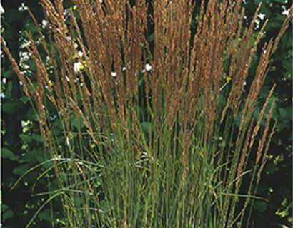 Calamagrostis acutiflora ‘Karl Foerster’ - pluimstruisriet