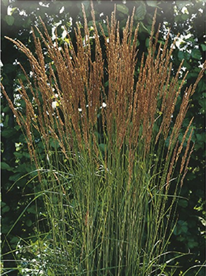 Calamagrostis acutiflora ‘Karl Foerster’ - pluimstruisriet