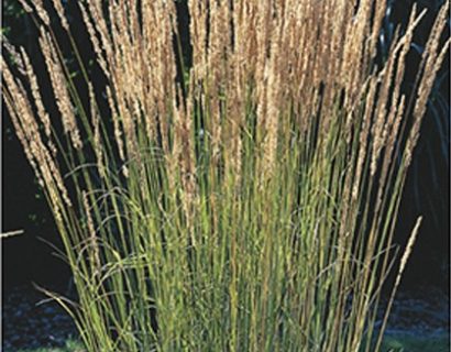 Calamagrostis acutiflora ‘Overdam’