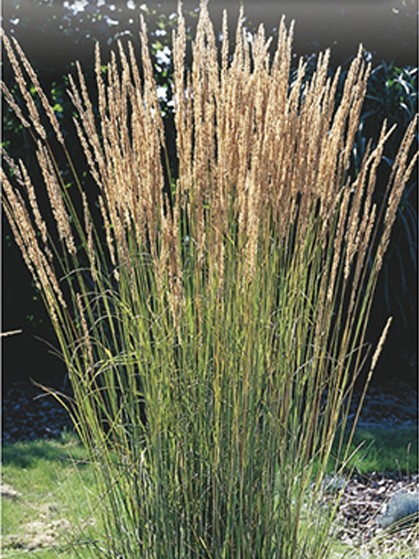 Calamagrostis acutiflora ‘Overdam’ - pluimstruisriet