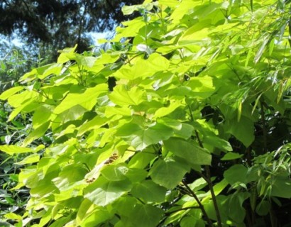 Catalpa bignonioides ‘Aurea’ - gele trompetboom