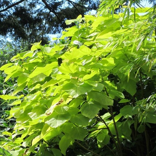 Catalpa bignonioides ‘Aurea’ - gele trompetboom