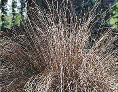 Carex comans ‘Bronze Form’