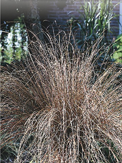 Carex comans ‘Bronze Form’ - zegge