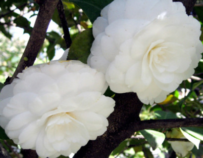 Camellia japonica ‘Alba Plena’ - Camellia