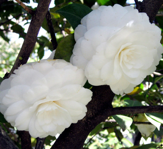 Camellia japonica ‘Alba Plena’ - Camellia