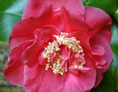 Camellia japonica ‘Dr. King’