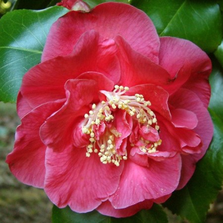 Camellia japonica ‘Dr. King’ - Camellia