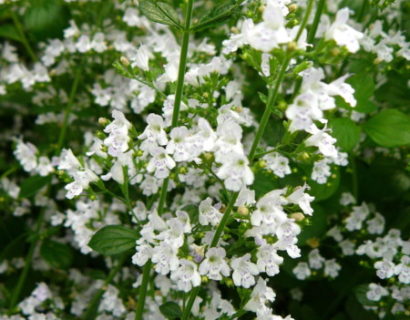 Calamintha nepeta nepata - bergsteentijm, steentijm