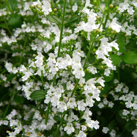 Calamintha nepeta nepata - bergsteentijm, steentijm