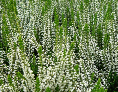 Calluna vulgaris ‘Helena’ - zomerheide, struikheide