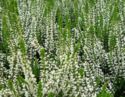 Calluna vulgaris ‘Helena’ - zomerheide, struikheide