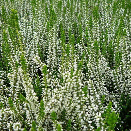 Calluna vulgaris ‘Helena’ - zomerheide, struikheide