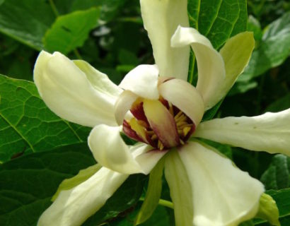 Calycanthus ‘Venus’ - specerijstruik