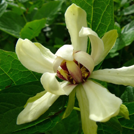 Calycanthus ‘Venus’ - specerijstruik