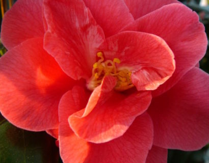 Camellia ret. ‘Mary Williams’ - Camellia