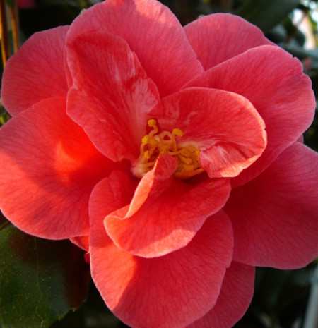 Camellia ret. ‘Mary Williams’ - Camellia