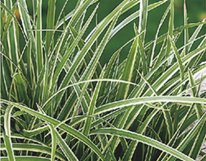 Carex morrowii ‘Ice Dance’ - zegge