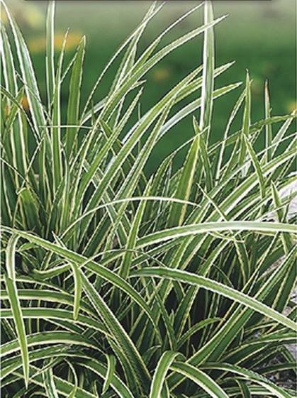 Carex morrowii ‘Ice Dance’ - zegge