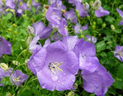 Campanula carpatica ‘Blaue Clips’ - klokjesbloem