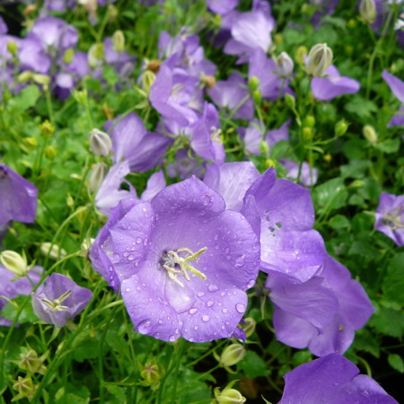 Campanula carpatica ‘Blaue Clips’ - klokjesbloem