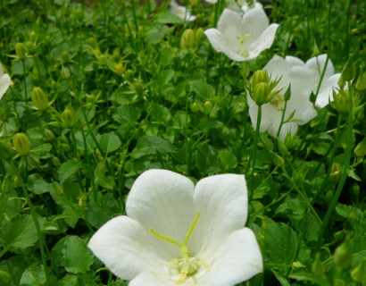 Campanula carpatica ‘Weisse Clips’ - klokjesbloem