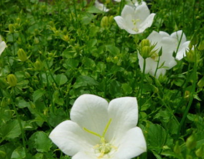 Campanula carpatica ‘Weisse Clips’ - klokjesbloem