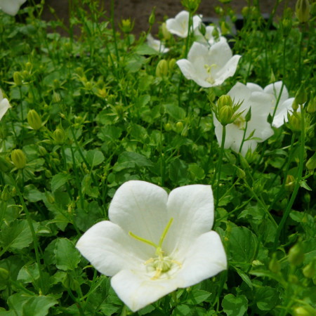 Campanula carpatica ‘Weisse Clips’ - klokjesbloem