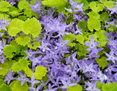 Campanula garganica ‘Dickson’s Gold’ - klokjesbloem