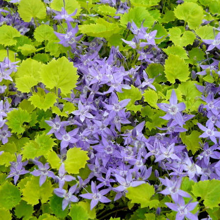 Campanula garganica ‘Dickson’s Gold’ - klokjesbloem